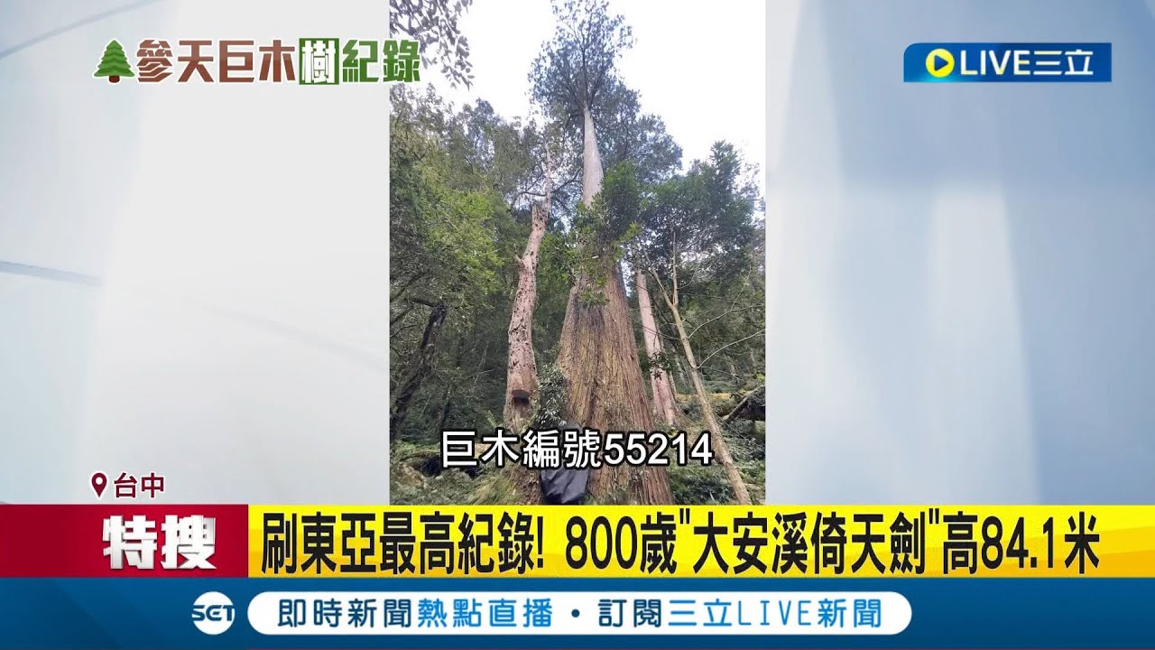 #三立獨家 恭喜你榮登樹木界的台灣之光~東亞最高樹在台灣! 800歲