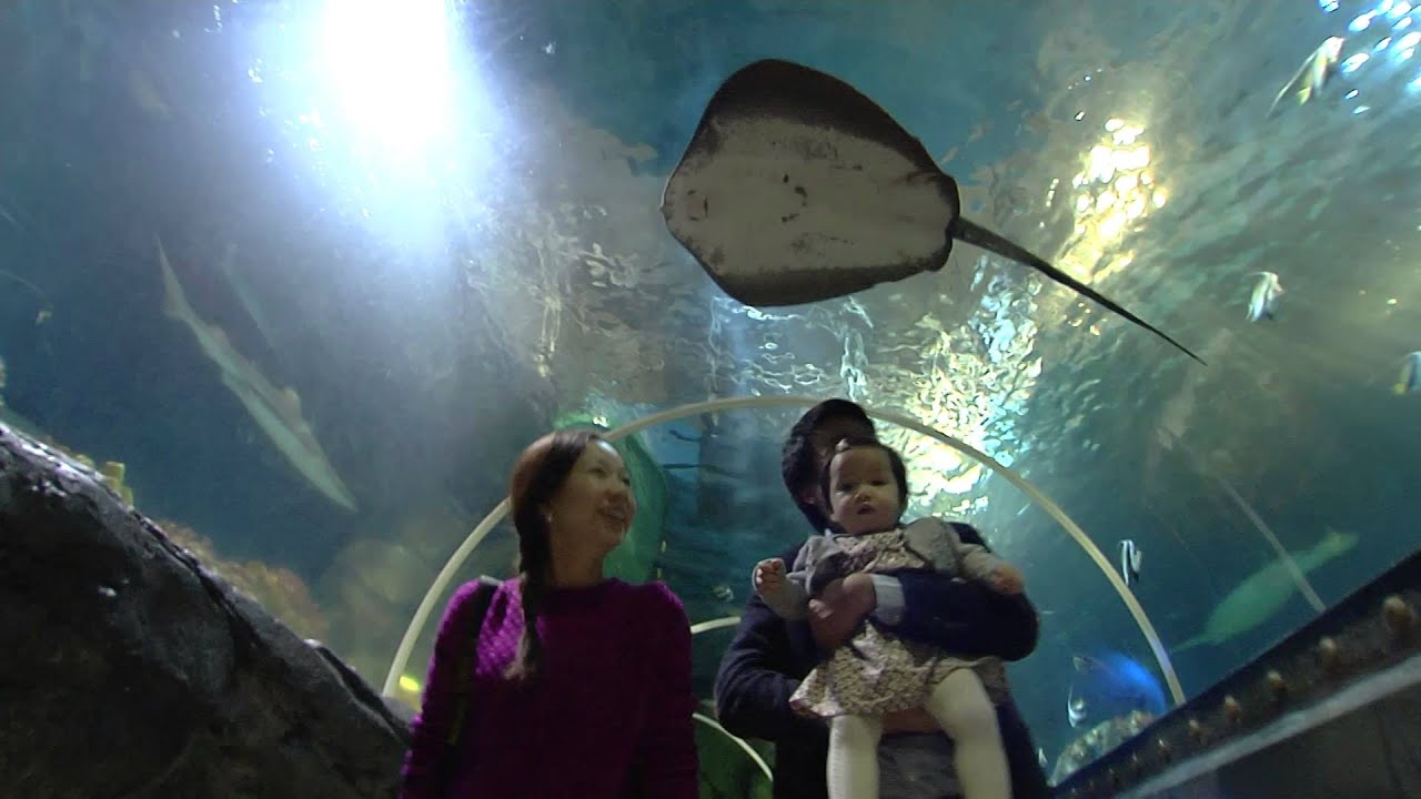 Sea Life Center [HD] von CREATIV Mediengruppe www.filmab.info