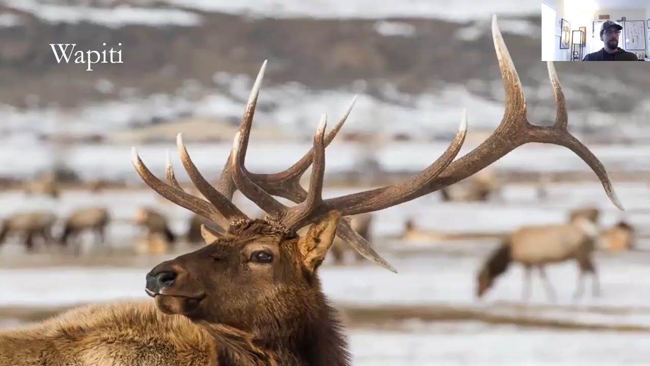 Thunder Beasts & Swamp Donkeys: the faces and places of Yellowstone country