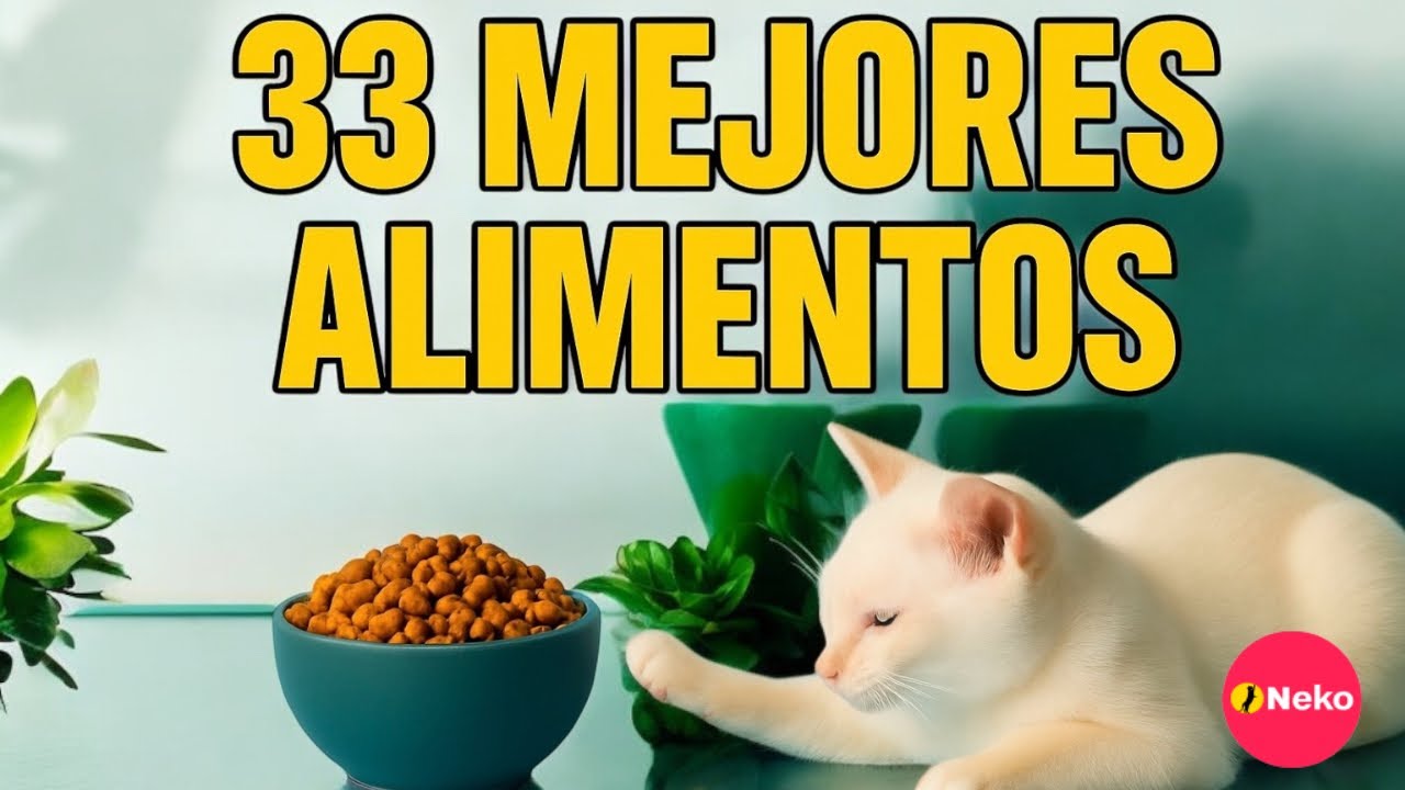 Las mejores croquetas para gatos (y las peores)
