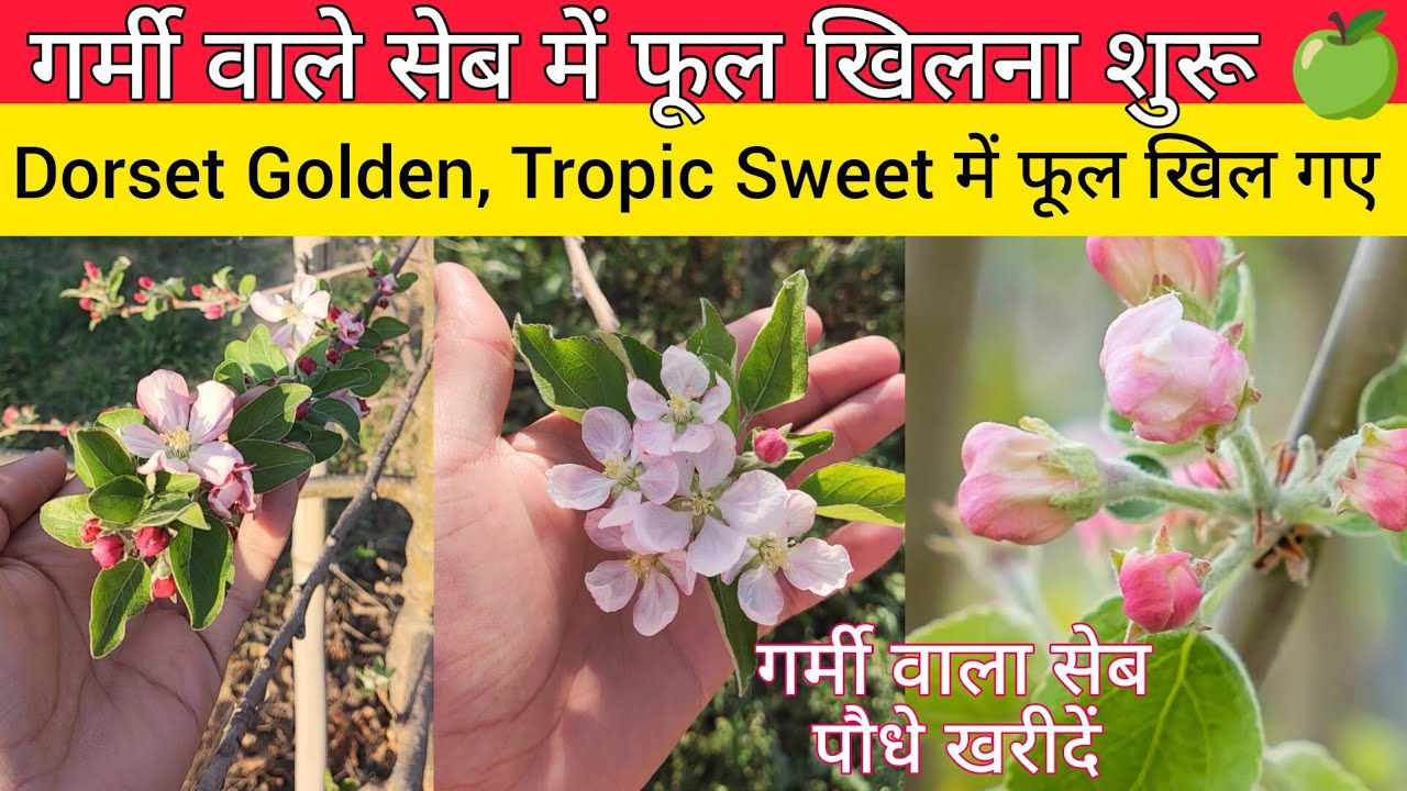 गर्मी वाले सेब के पौधे में फूल खिलना शुरू | Tropic Sweet Apple Plant Flowering | Hot Climate Apple