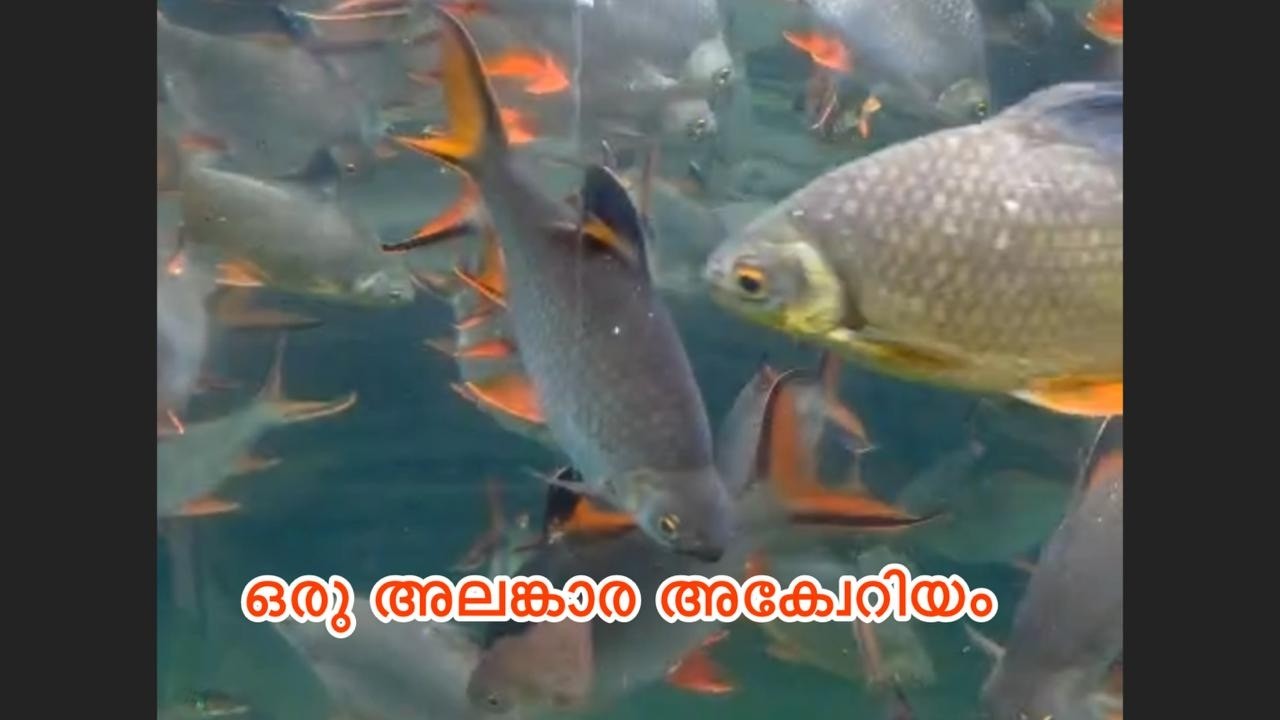 ഒരു അലങ്കാര അക്വേറിയം Thommu & Essu’s Tales  Live Stream#livestream