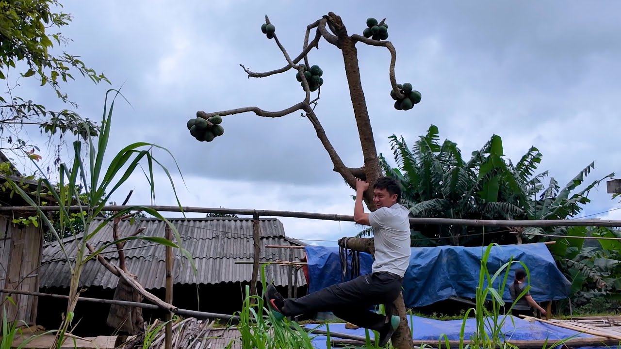 Cây Đu Đủ Độc Nhất Vô Nhị Ở Hà Giang | Viết Thành