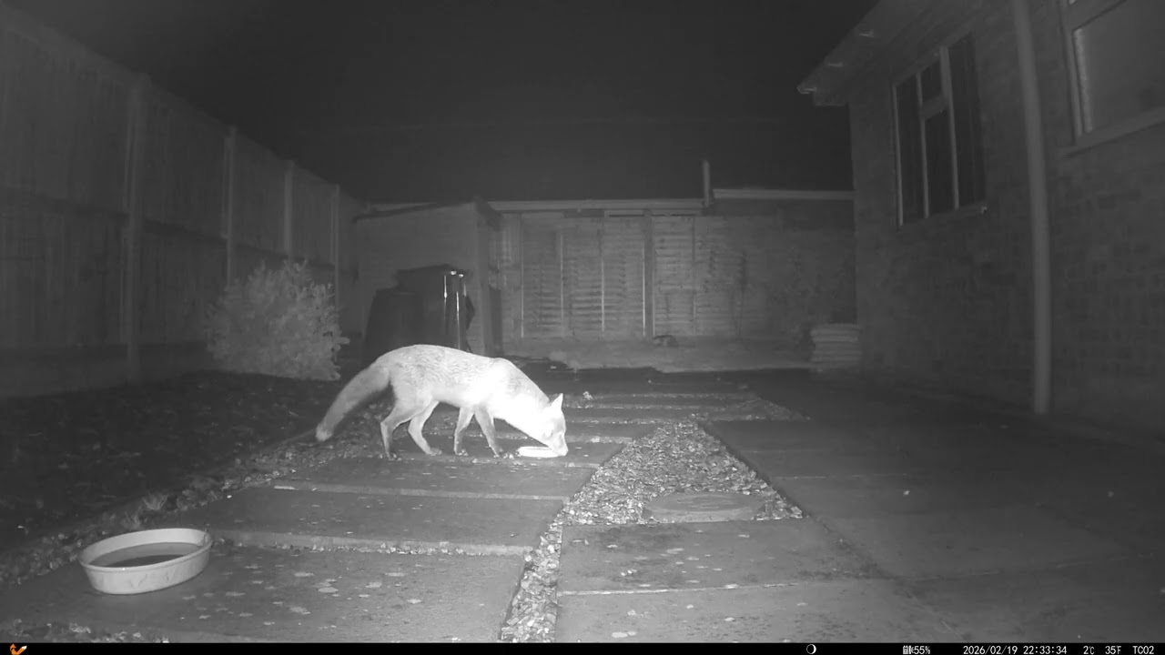 20260220 Two Foxes