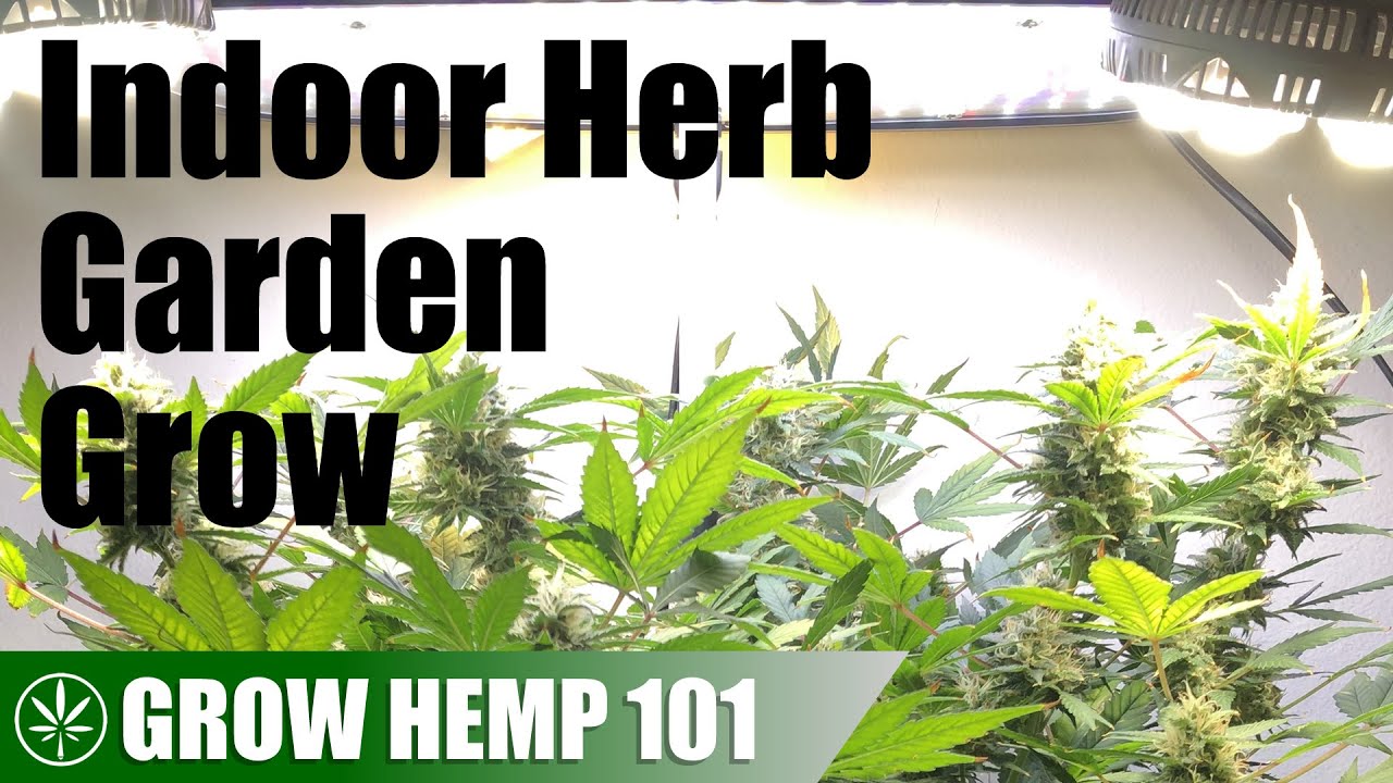 Growing Medicinal Hemp with an Indoor Herb Garden Hydroponic System