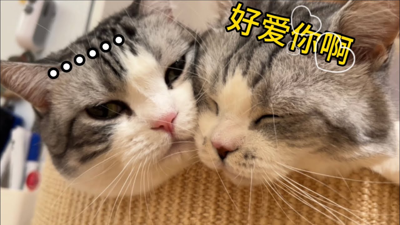 貓能有多舔狗？打不走罵不走，就是要貼貼貓爸！