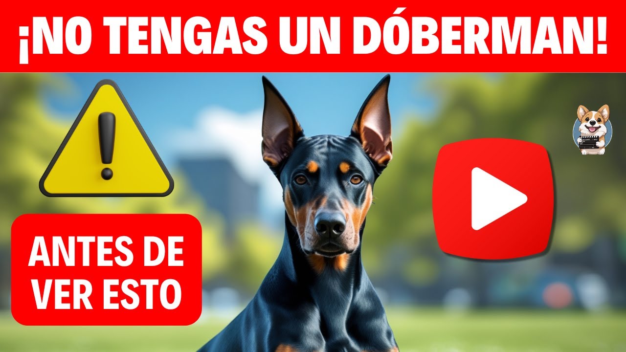 Dóberman 7 cosas que debes saber antes de tener uno🐾