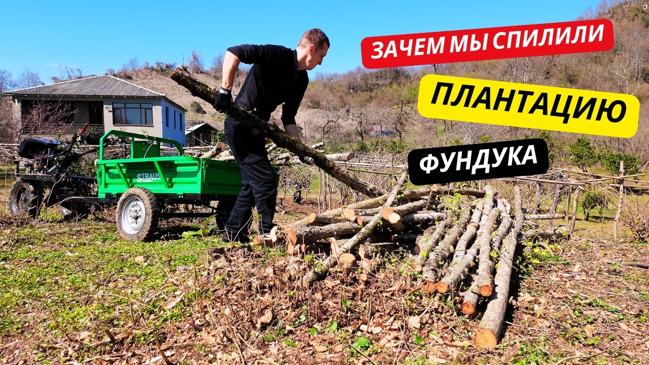 Зачем мы спилили плантацию фундука?