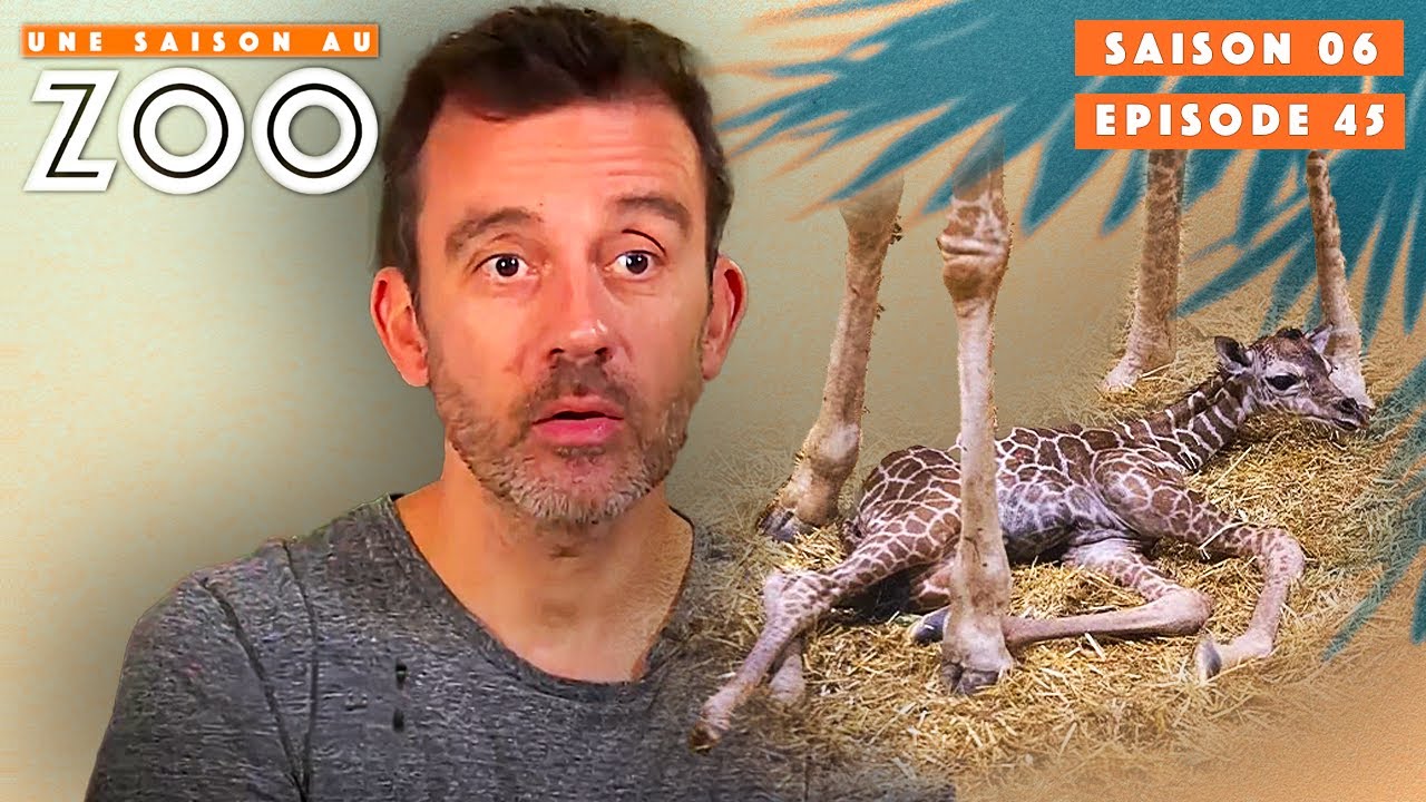 Le Nouveau-Né Girafon est-il vivant ? | S06EP45 | Intégrale | Une saison au zoo