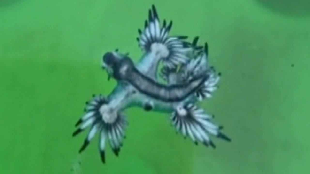 Sting From Cute Pokemon-Like Blue Dragons Can Kill You