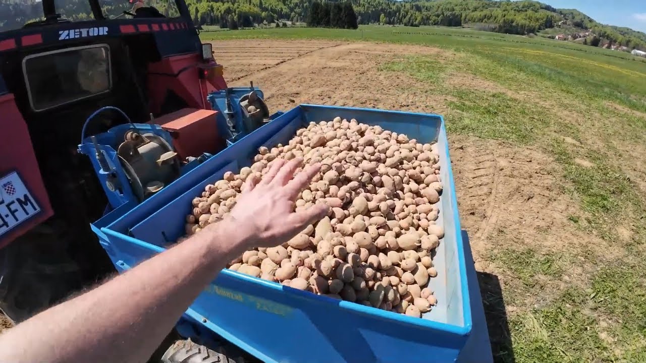 Poljoprivrednici Ne Žele Da Znate Ovu Caku za Sadnju Krumpira ! #sadnjakrumpira