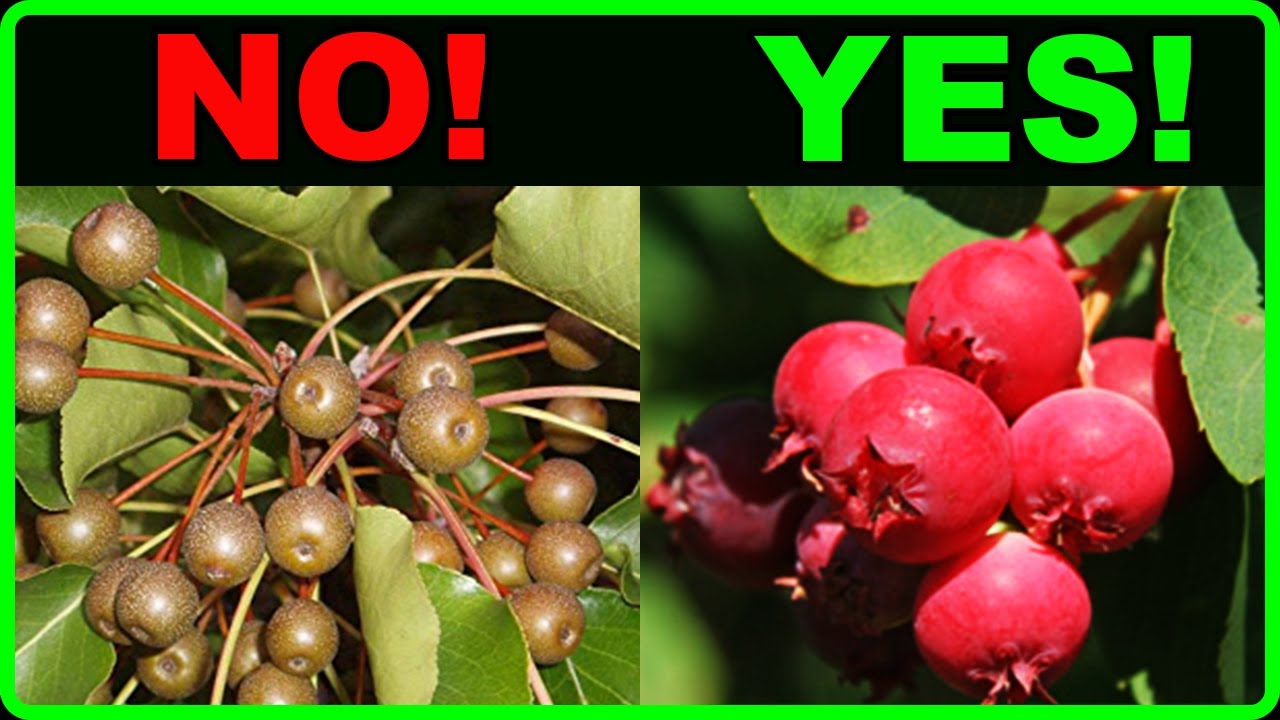 3 Awesome Native Trees to Replace Bradford Pear!