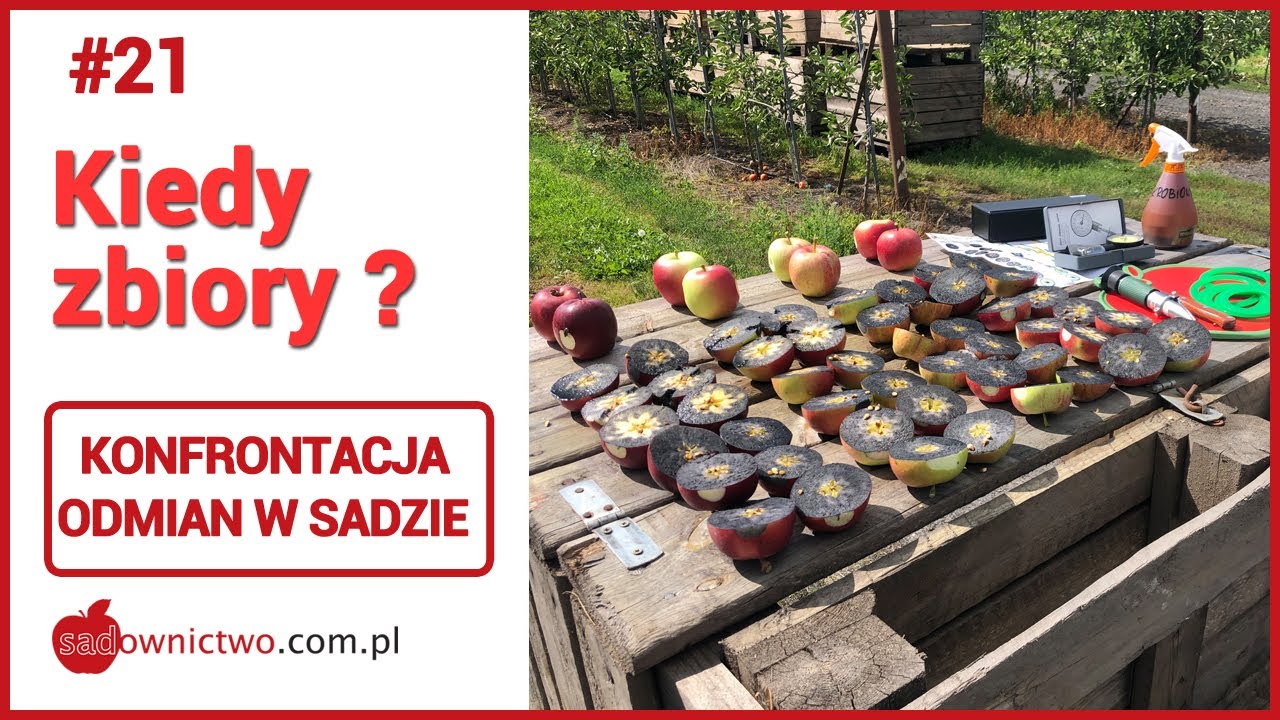 #21 - Kiedy zbiory jabłek 🍎 ? Test skrobiowy jabłek - 25/08/2020 - sadownictwo