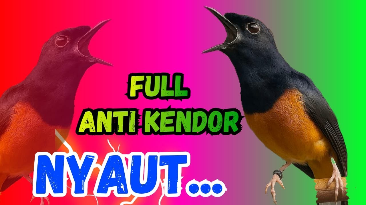 🔴pancingan murai batu gacor sangat AMPUH menjadikan murai DIAM langsung CEPAT bunyi GACOR nyaut