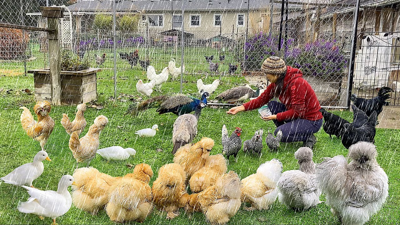 A Peaceful Rainy Day Caring My Pets & Nature 🐓🍃- Simple & Happy Life - Organic Poultry Farming