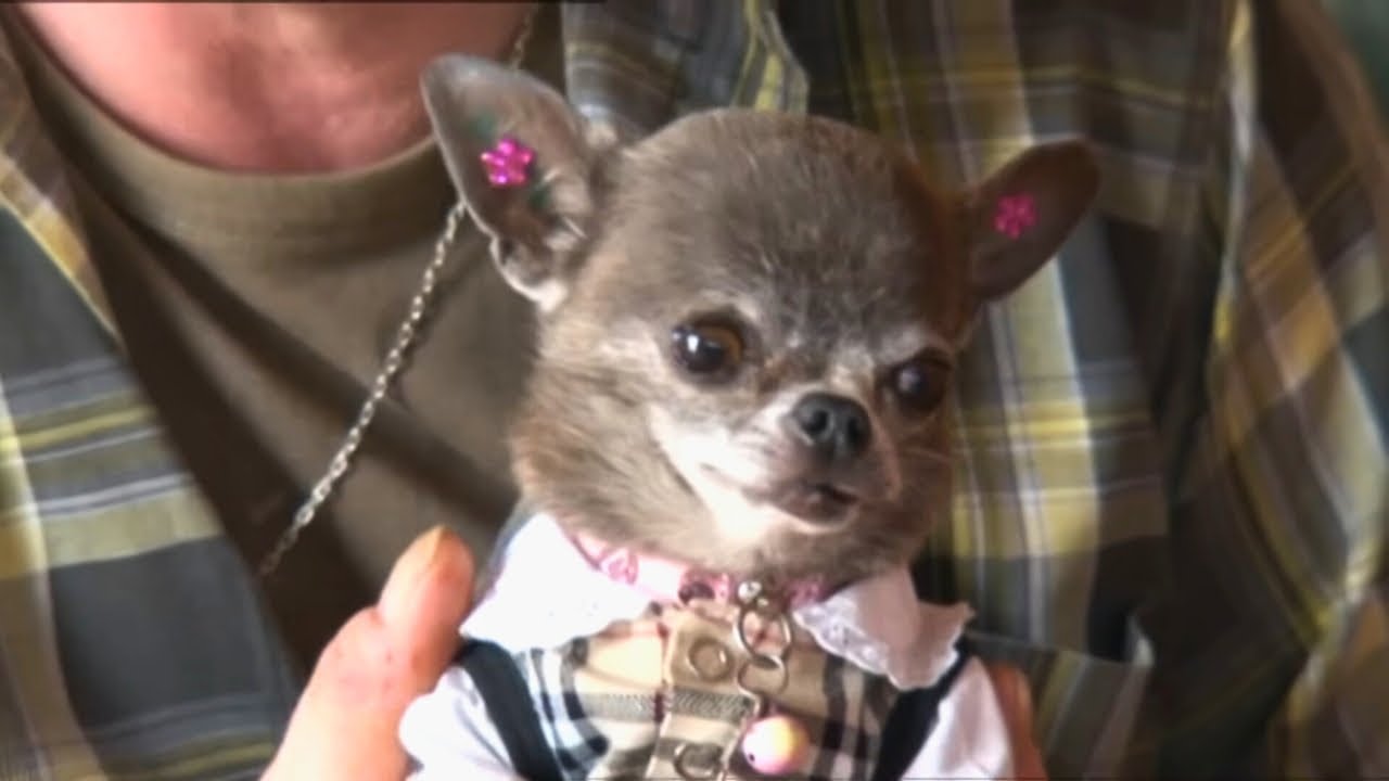 Amour Inconditionnel : Leur Chihuahua est toute leur vie | #ChiensDePetiteTaille
