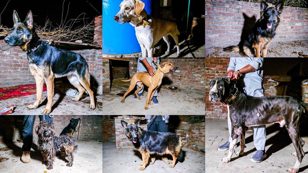 ilyas Dogs Kennel ❤️ | Price Challenge | Quality Dogs in cheap Price @ExploringWithYasir