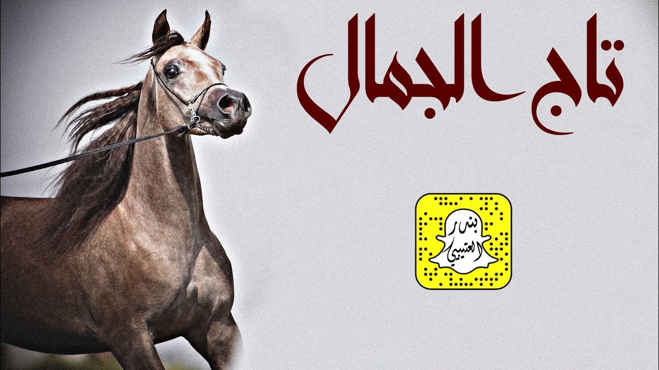 تاج الجمال اداء ماجد الرحيمي 2024 حصرياً