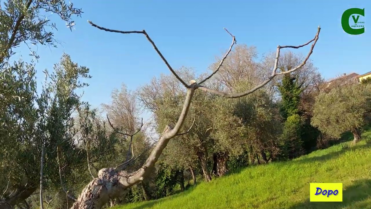 Potatura del fico: come e quando potare i fichi? Podar la higuera / Pruning the fig tree Dottato 