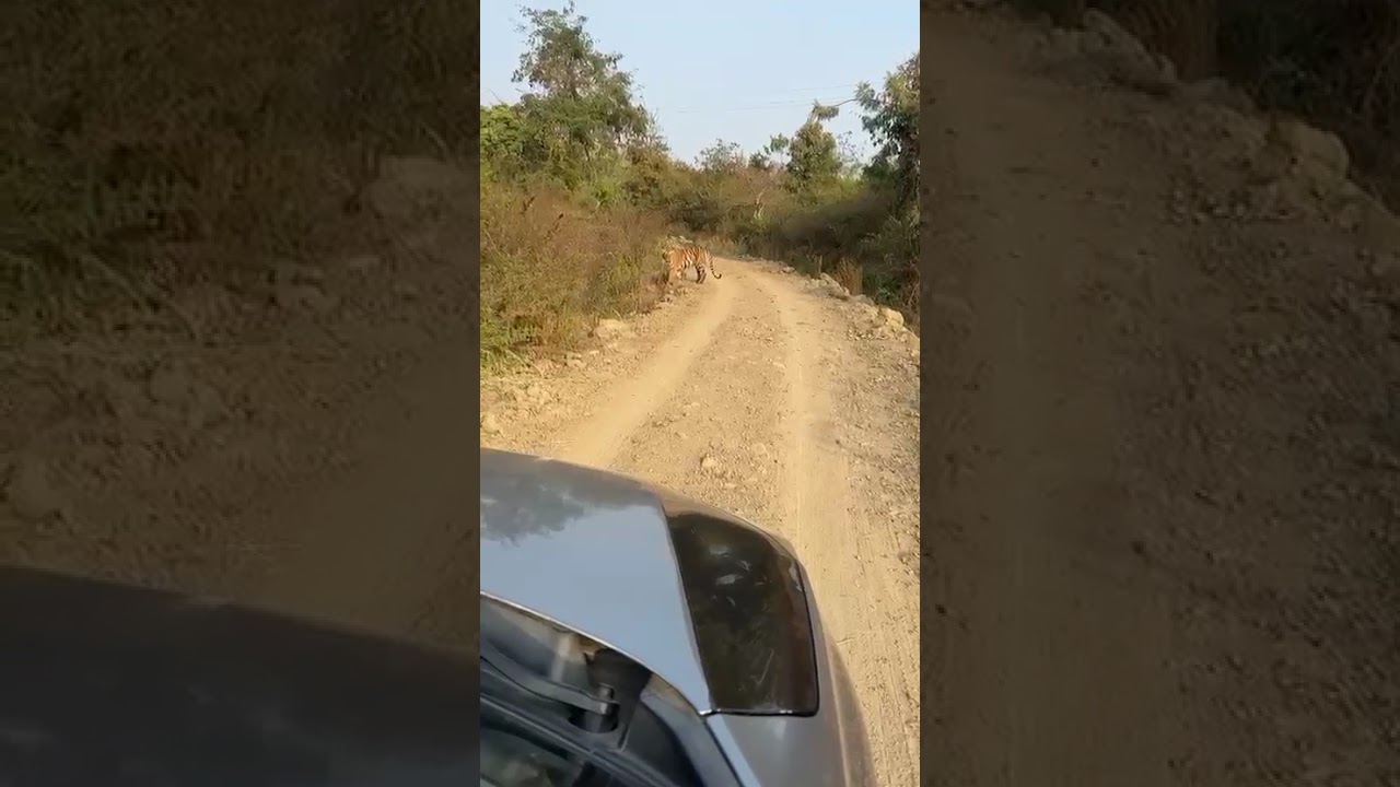Tiger 🐯🐯🐯🐅 in MIDC BUTTIBORI NAGPUR