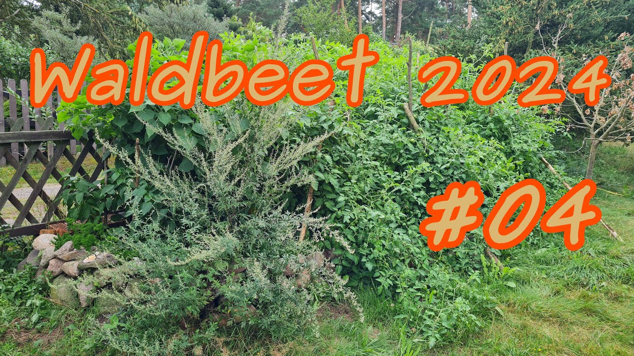 Mein Waldbeet 2024 - Teil 4 Tomaten-Urwald