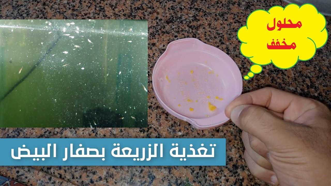 صفار البيض لتغذية زريعة اسماك الزينة بأسهل طريقة .. how to feed fish fry