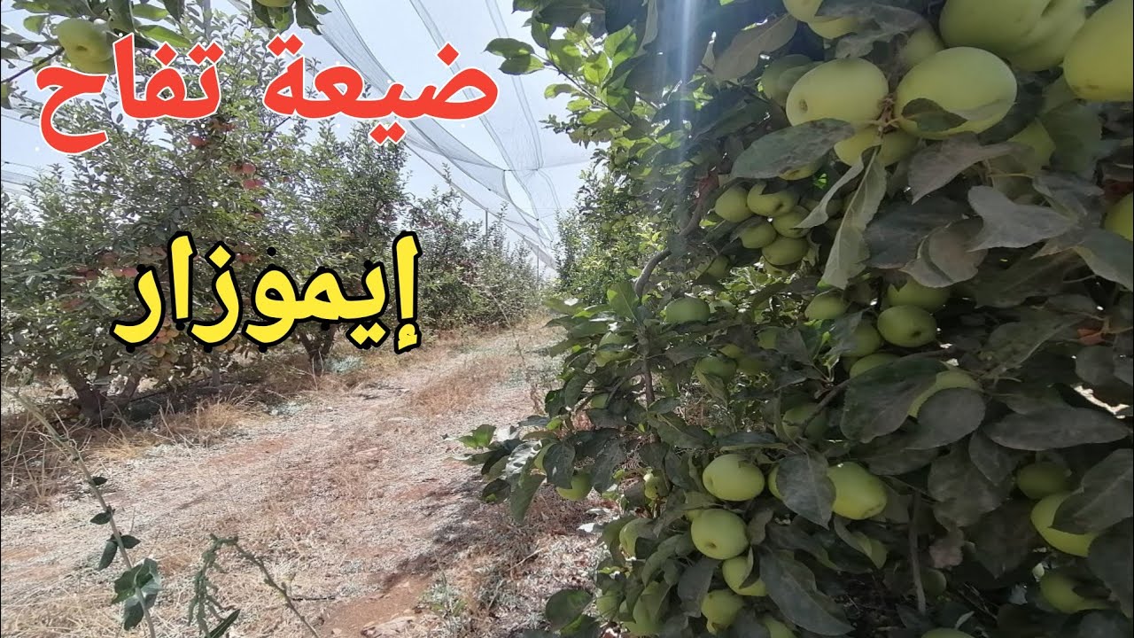 فيرما تفاح رائعة نواحي إيموزار ضاية عوا 2 هكتارات ferme de pomme a vendre imouzzer ifrane