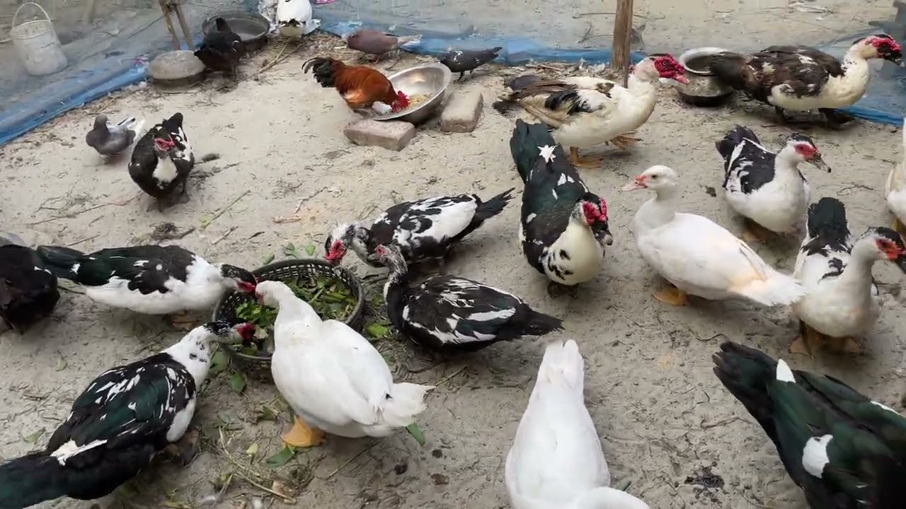 চিনা হাস পাখা পরিবর্তন করে কত মাস পরপর।কত মাসে ডিম দেয় ।#duck 