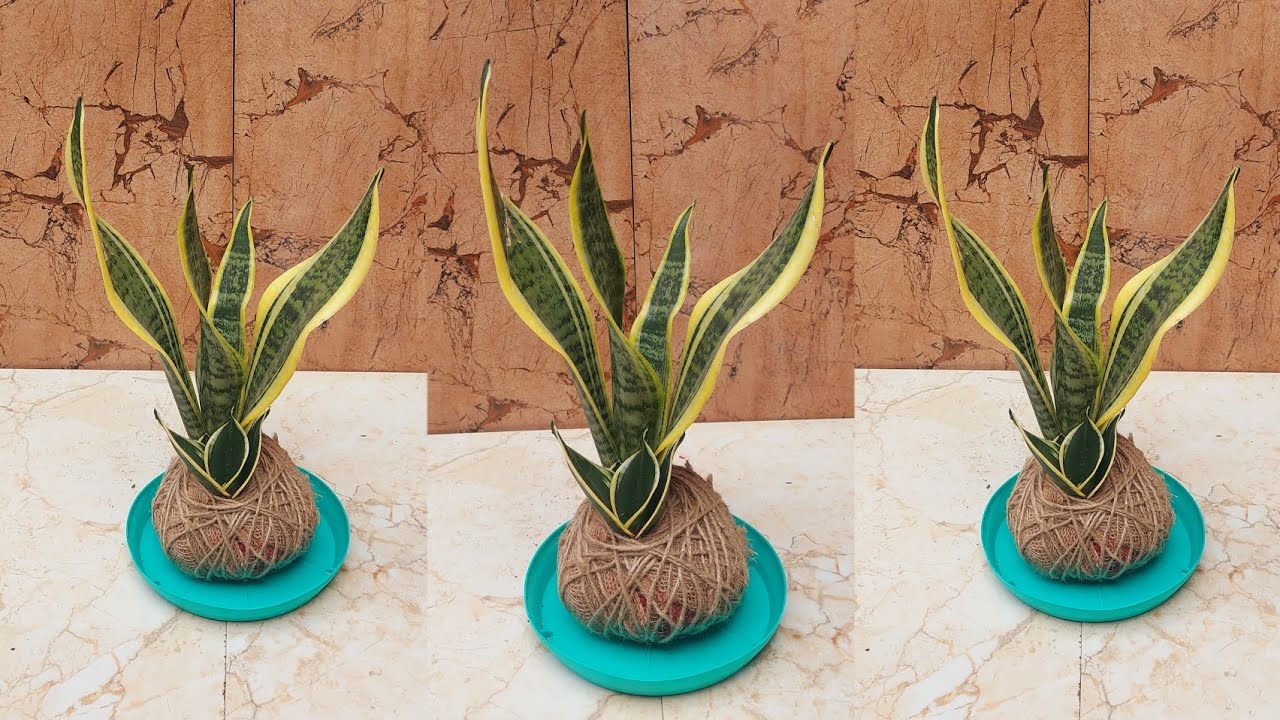 Ditch the Moss: Create a Sleek Jute Kokedama for Your Snake Plant!