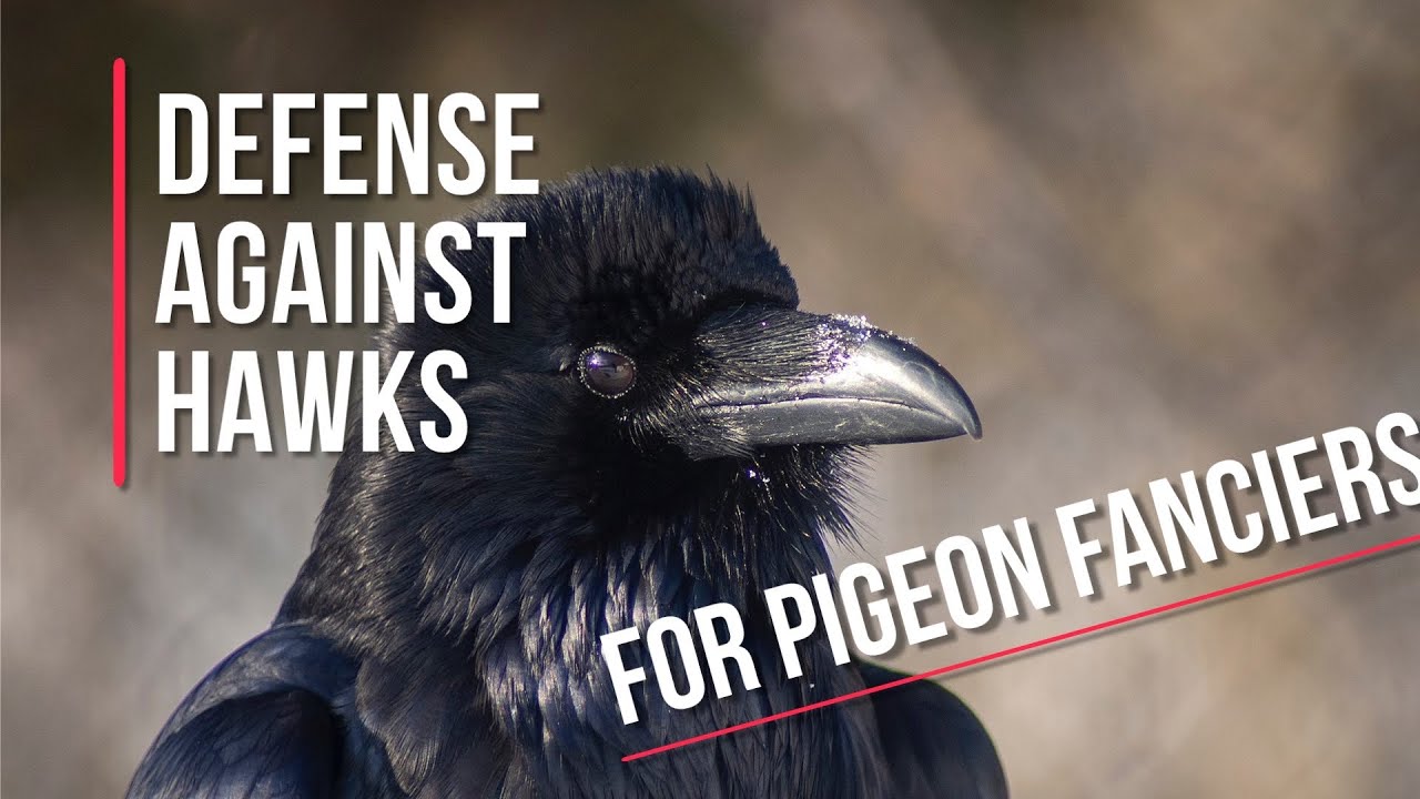 Crow and Raven calls. Hawk deterrent for pigeons