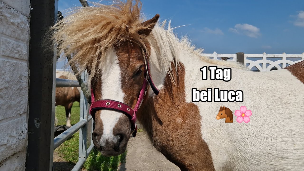 1 Tag bei Luca 🐴🌸 FMA [ @lucastierwelt ]  | Amelies Tierwelt 💕