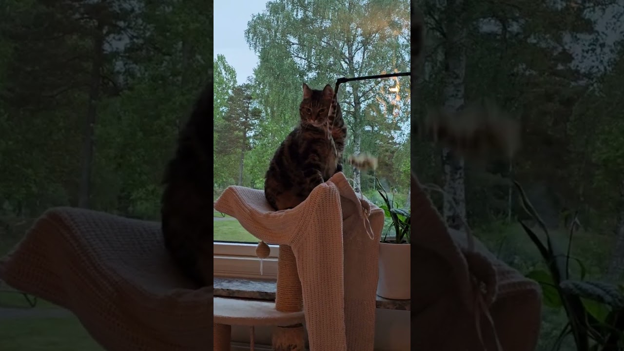 My Cute Cats Alice & Lilly🐈‍⬛🐈 #cutecat #catlovers #petlover