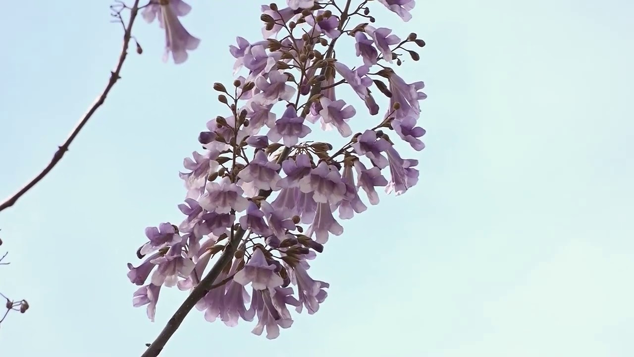 Afacere cu pomi paulownia la Grătiești