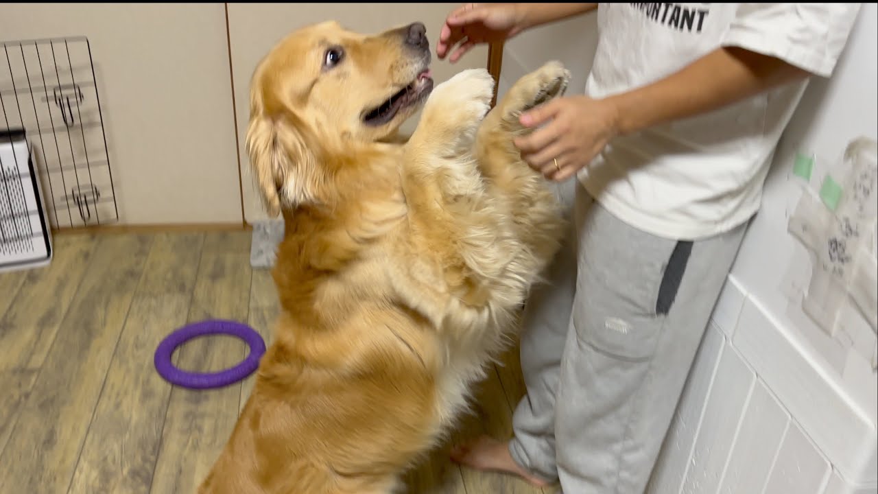 大好きなパパを捕まえられない焦りから、真夜中に吠えた愛犬は怒られる【ゴールデンレトリバー】