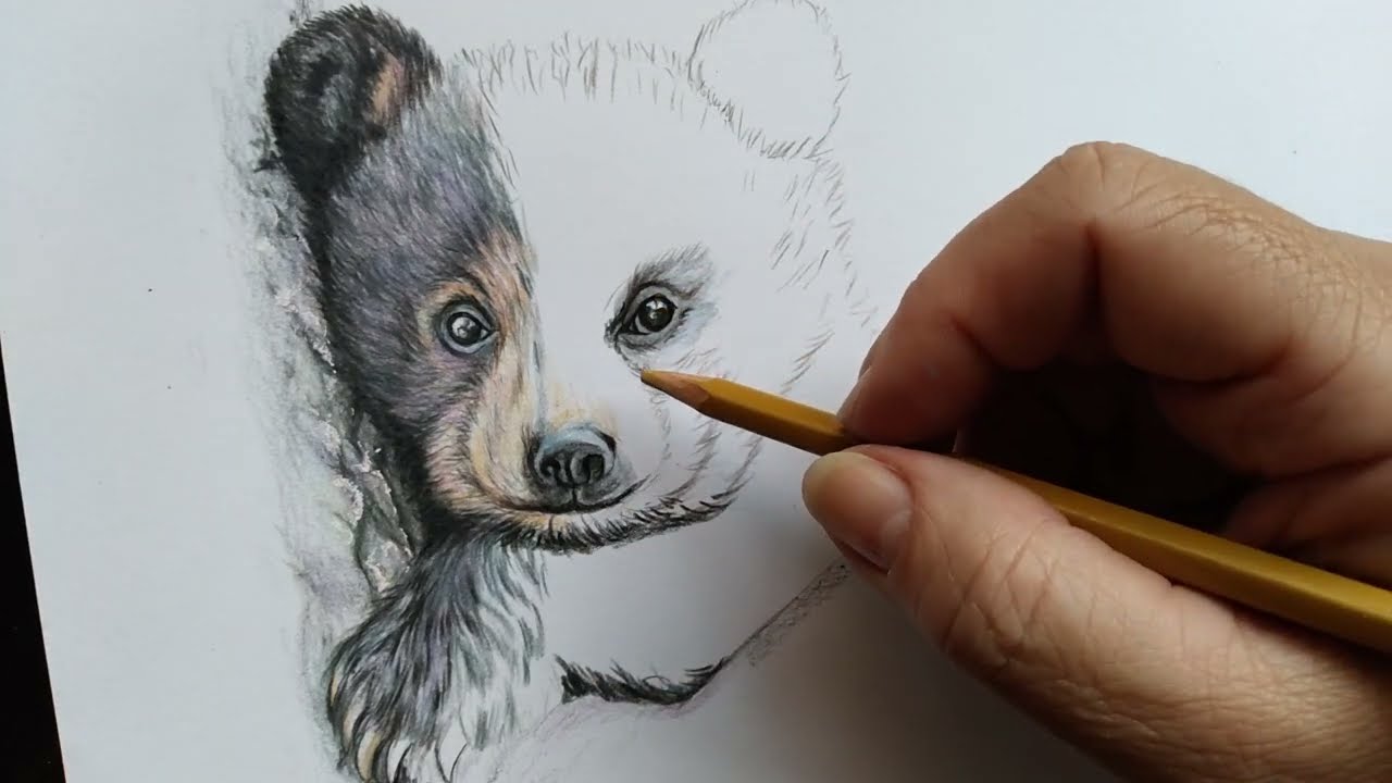 como desenhar urso realista passo a passo em lápis de cor : 2 de 3