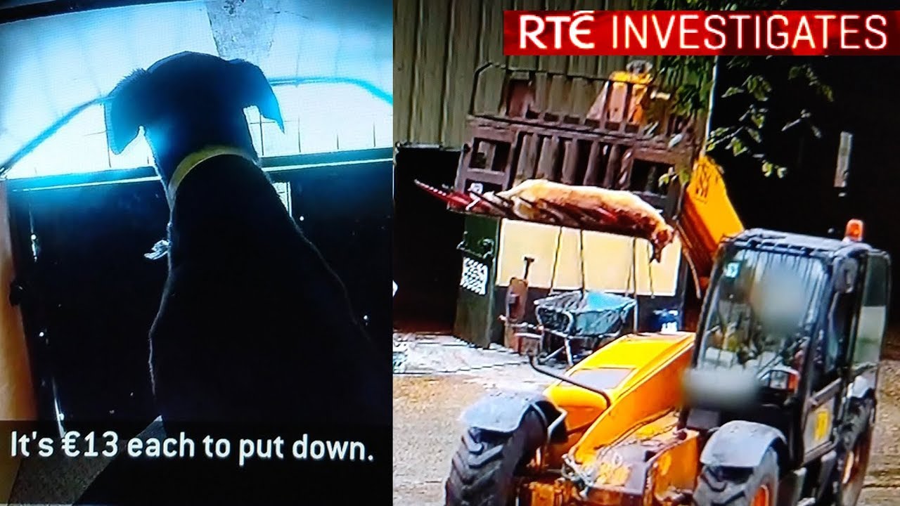 RTE Investigates: Greyhounds Running for Their Lives