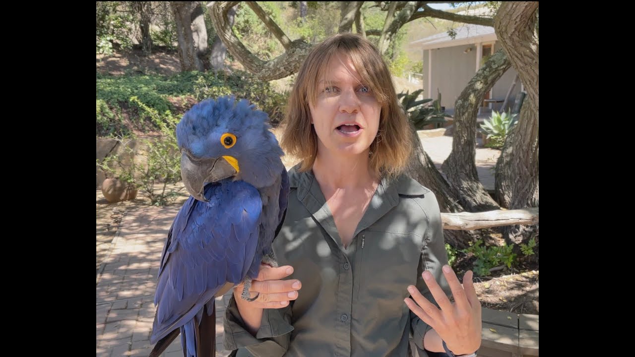 Why your parrot bites! A hidden reason and how to fix it