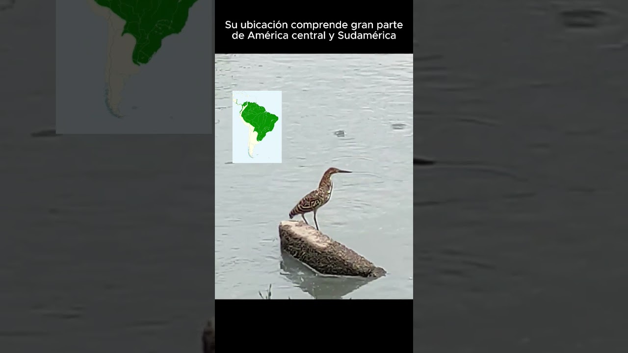 P&aacute;jaro Vaco #aves #nature #naturaleza #animales #birds #animals