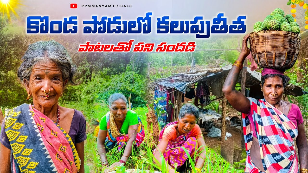 Tribal life in manyam district || అడవిలో గిరిజనుల పోడు వ్యవసాయం అధ్భుతం|| #triballife #tribalculture