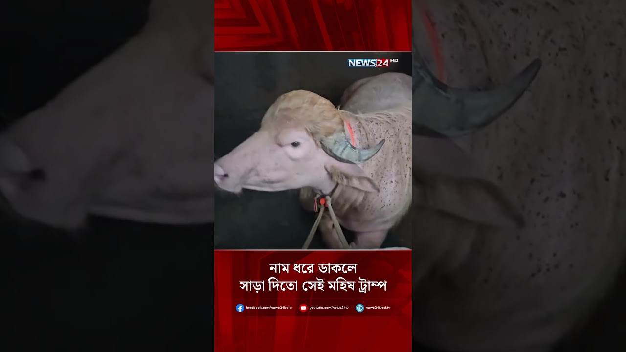 নাম ধরে ডাকলে সাড়া দিতো সেই মহিষ ট্রাম্প | NEWS24