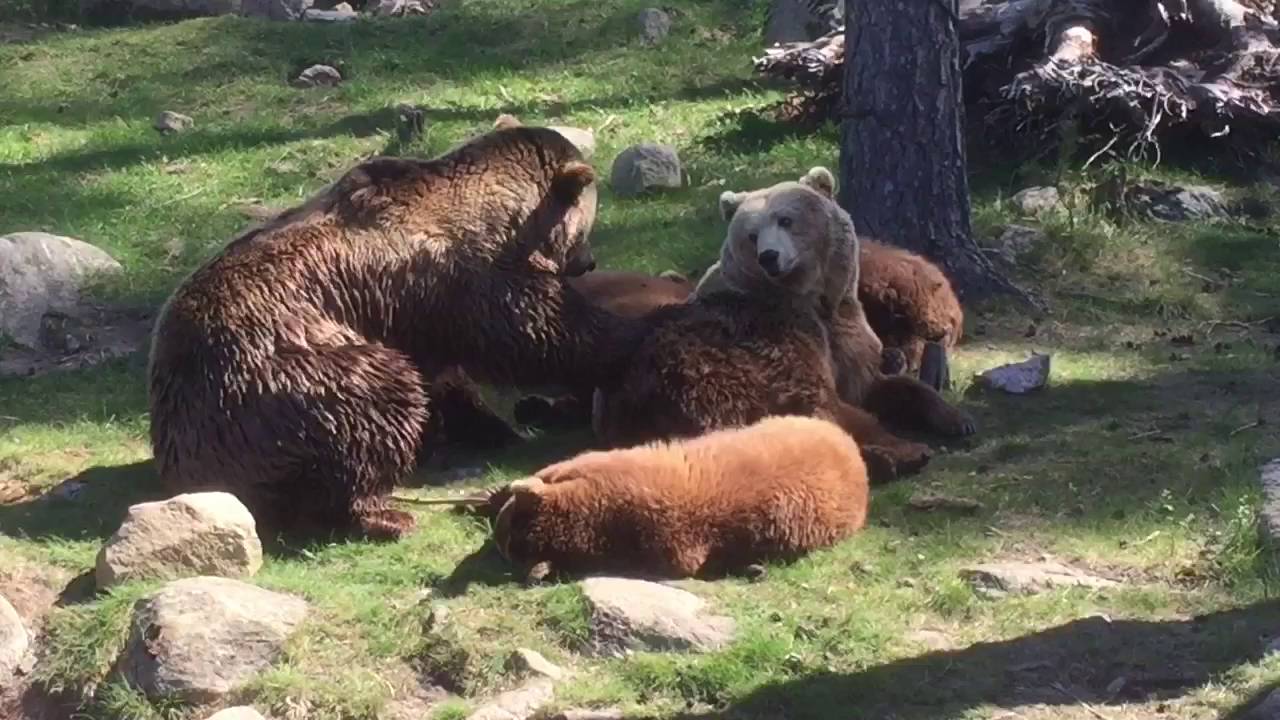 Borås Djurpark Maj 2016 - Boras Zoo