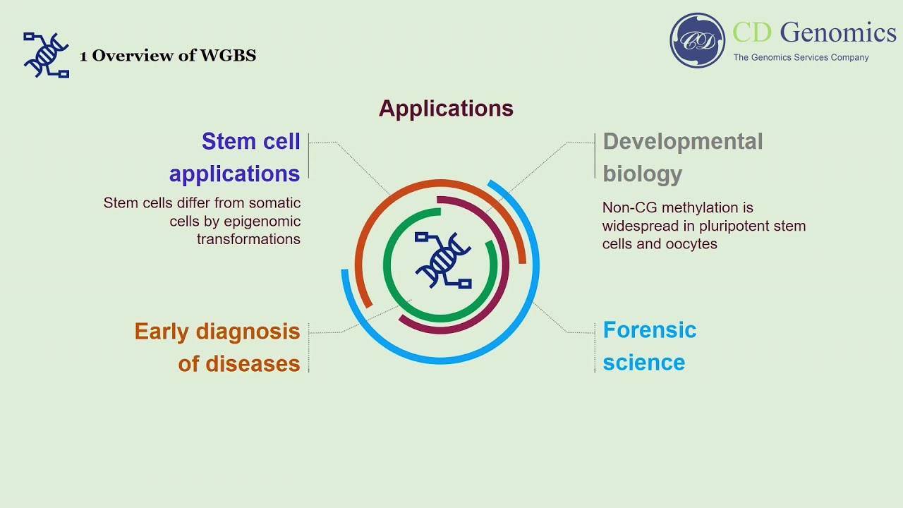 Principle and Workflow of Whole Genome Bisulfite Sequencing