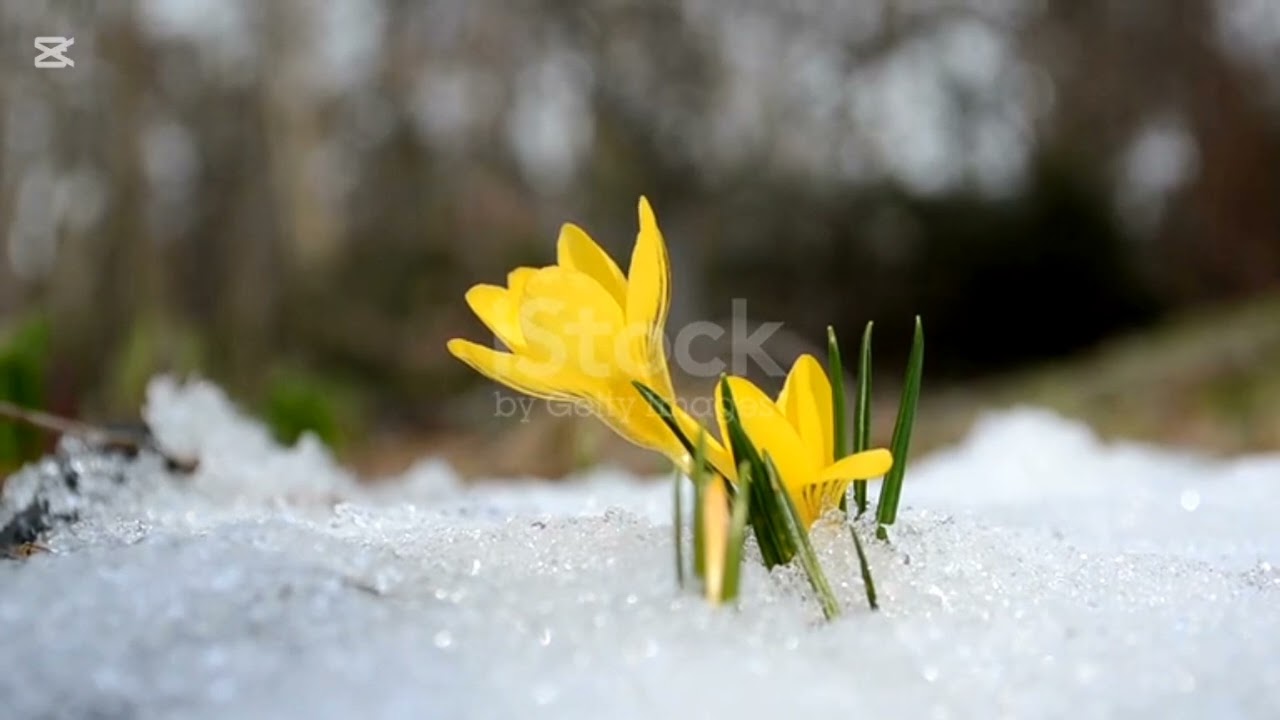 Song - spring chorus of summer