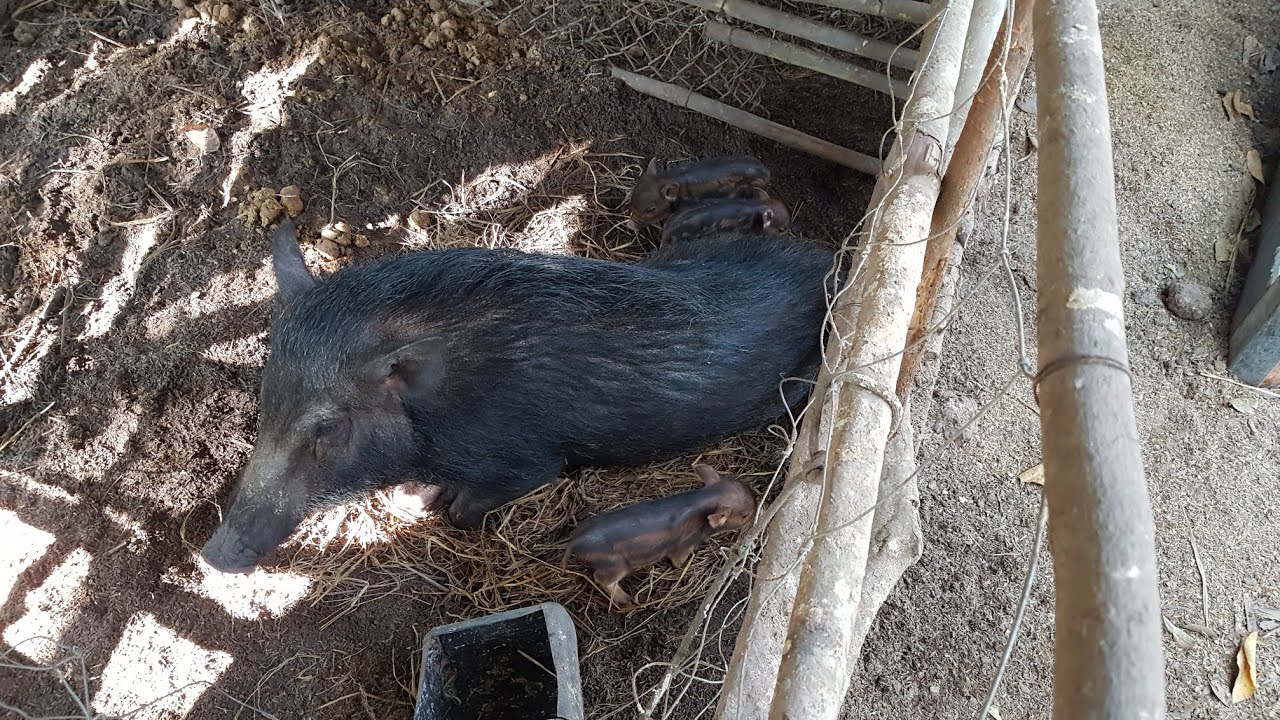 อับเดท #หมูป่า แม่หมีคลอดแล้ว