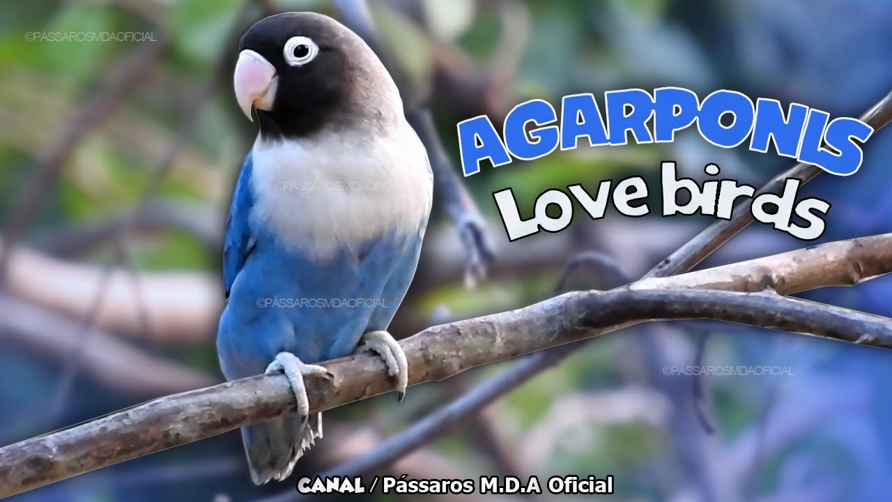 Canto de Agapornis solitário para estimular o seu PET | LoveBird singing !
