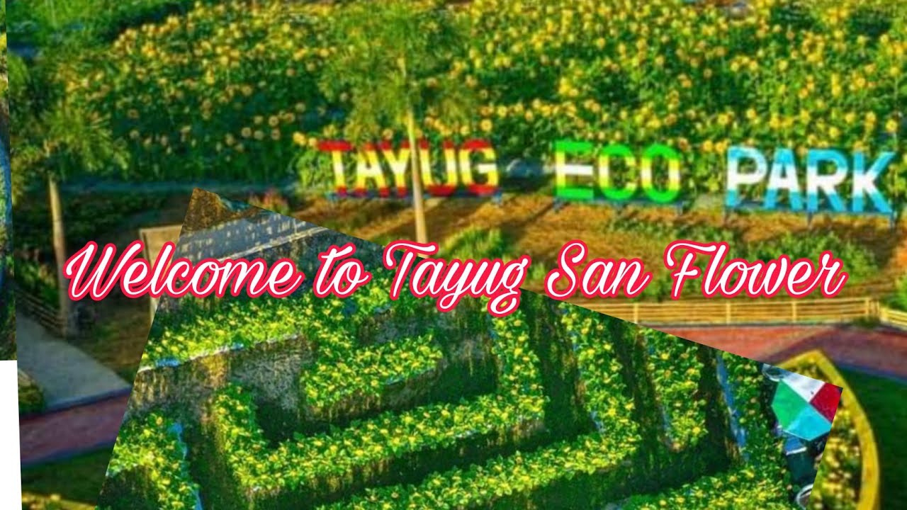 TAYUG ECO PARK|TAYUG SAN FLOWER PANGASINAN