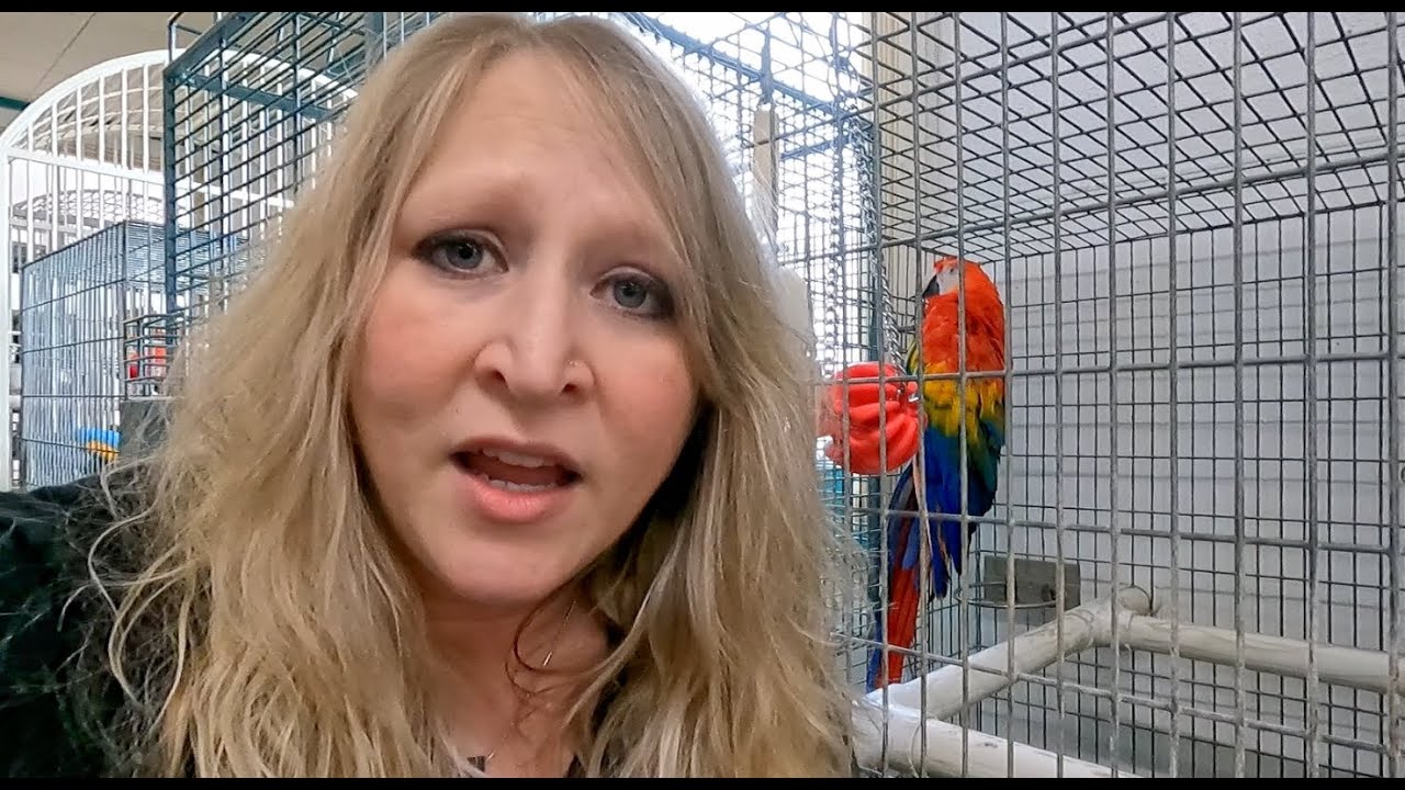 Rescue of 7 Sick Macaws