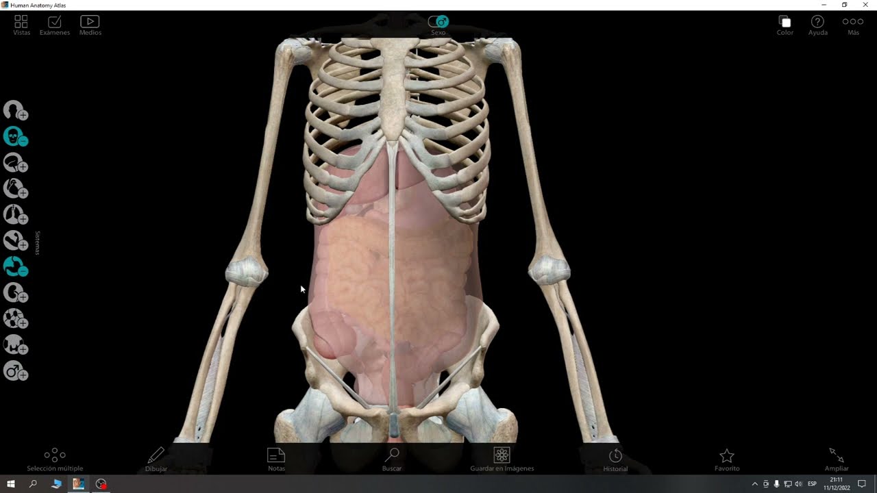 TRIÁNGULO HEPATOCÍSTICO Y DE CALOT | ANATOMÍA DE VÍAS BILIARES