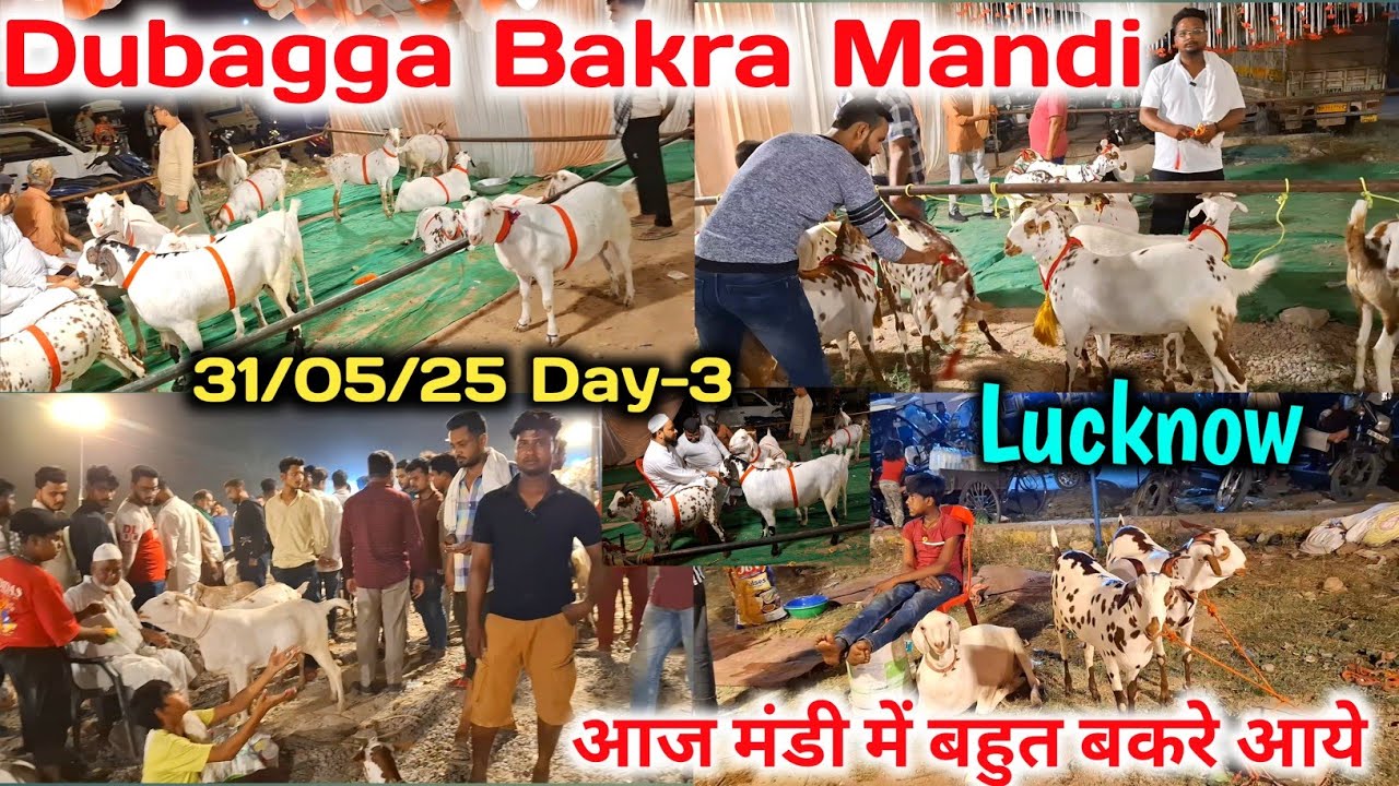 Dubagga Bakra Mandi Lucknow |31/05/25 |Day-3|Lucknow Bakra Mandi