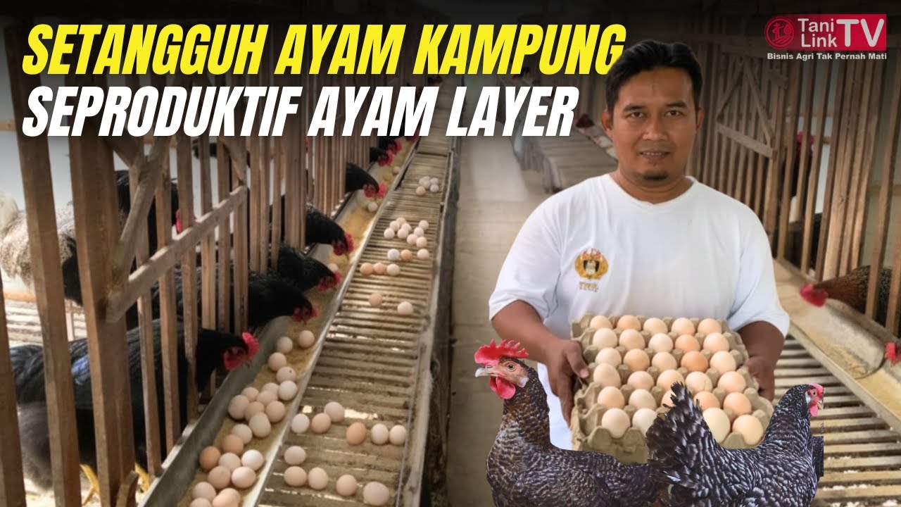 AYAM KUNTARA 4: BONGKAR FAKTA Kenapa Ayam Kampung Ini Lebih Produktif & Tangguh!